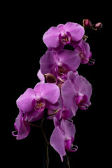Fototapeta na wymiar Purple Orchid flowers with water drops on a dark background with smoke and particles