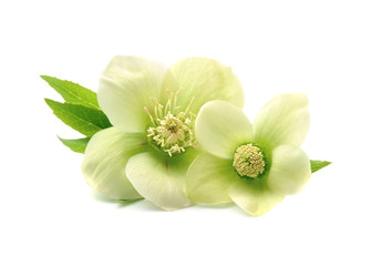 Hellebore flowers isolated on white backgrounds.