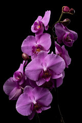 Fototapeta premium Purple Orchid flowers with water drops on a dark background with smoke and particles