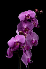 Purple Orchid flowers with water drops on a dark background with smoke and particles