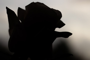 Silhouette black rose petals shadows