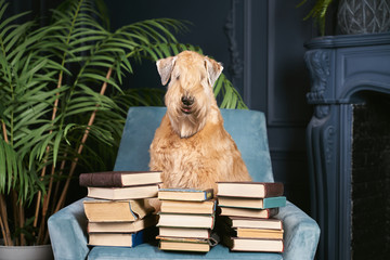 Curly-haired dog sits on chair in apartment. Irish soft-haired wheat Terrier has special...