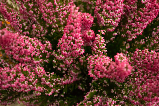 Close up Erica Heather bright pink as a natural background. Selective focus