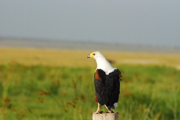 African Fish Eagle resting