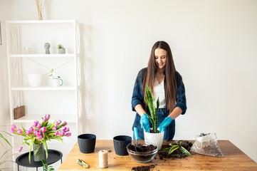 House gardening concept, woman plants houseplants