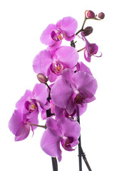 Obraz premium Purple Orchid flowers with water drops on a dark background with smoke and particles