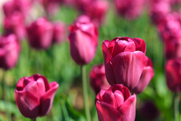 Closeup of pink tulips flowers with green leaves in the park outdoor.