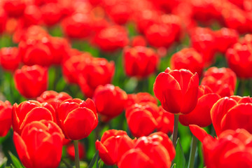 Closeup of red-orange tulips flowers with green leaves in the park outdoor. beautiful flowers in spring