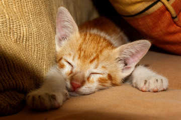 Gato Theo IMG_1817
