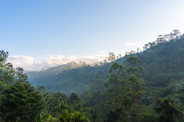 Fototapeta na wymiar view of the jungle of sri lanka during sunrise