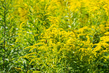 Thickets of bright yellow Goldenrod flowers, where you can see the bee in the pollination process. Copy space