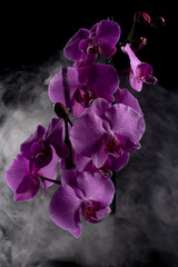 Fototapeta na wymiar Purple Orchid flowers with water drops on a dark background with smoke and particles