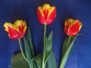 red tulips on blue background