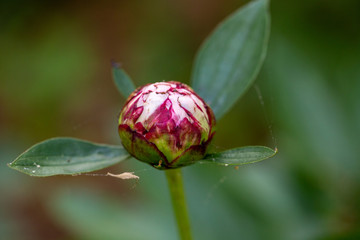 Pink flower budding in the summer