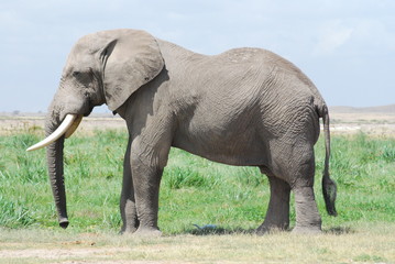 Fototapeta na wymiar Elephant standing still