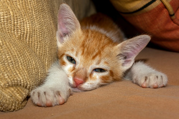Gato Theo IMG_1818