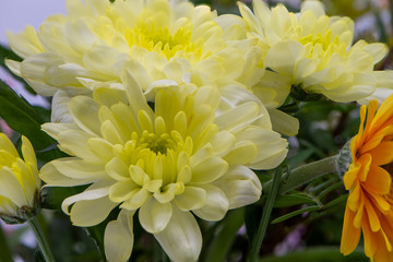 Gerbera flower - macro photography red, yellow, orange, pink with detail of Gerbera flower with another blurred flower in the background.