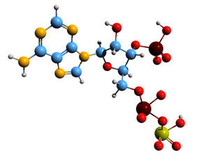 3D image of 3-phosphoadenosine-5-phosphosulfate skeletal formula - molecular chemical structure of PAPS isolated on white background