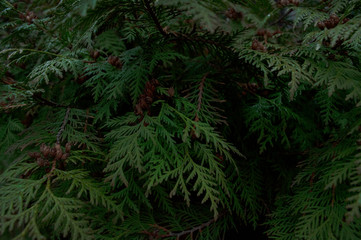 green branches of furtree on a background