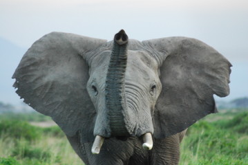 Elephant bull charging