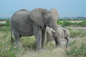Fototapeta na wymiar Elephant mother and baby