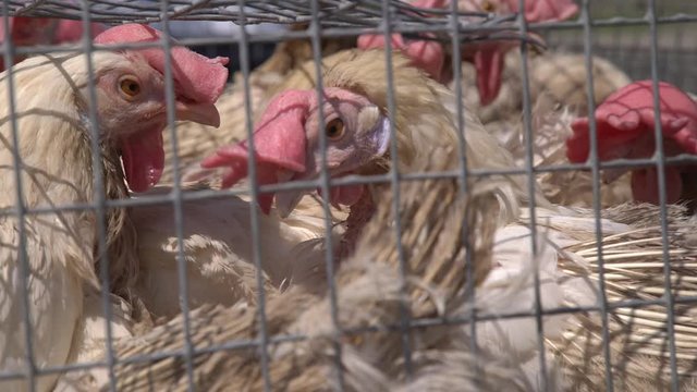 Chickens in Farm close up
