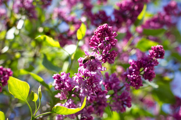purple lilac outdoors. Gentle spring background. Spring May Flowers
