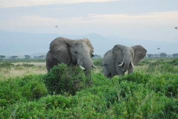 Elephant couple