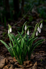 First flowers. Several white spring snowdrops in forest. Green stems