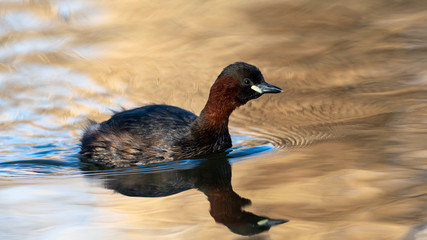 Zwergtaucher im Prachtkleid