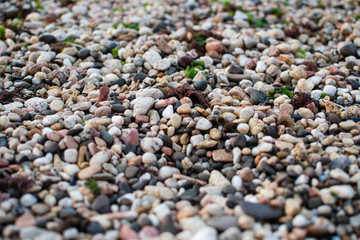 Sea pebbles. Background of pebbles. Wet stones. Multicolored pebbles. Sea shore.