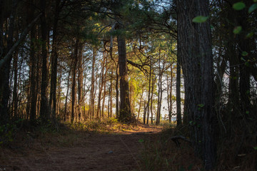 rays of sun in the forest