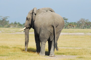Fototapeta na wymiar Elephant walking away