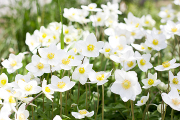 glade of white flowers. Spring flowers . Field perennial white flowers
