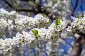 Tree with white flowers in the foreground