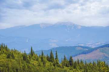 Obraz premium Mountain slope with fir trees on blue mountains background_