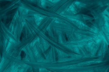 Fototapeta premium Beautiful abstract colorful gray and blue feathers on white background and soft white feather texture on blue pattern and blue background, colorful feather, white banners