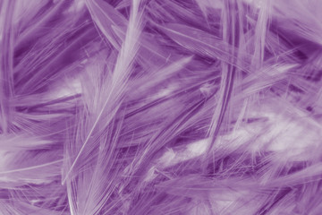 Beautiful abstract colorful gray and purple feathers on white background and soft white feather texture on white pattern and purple background, colorful feather, purple banners