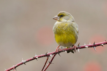 European Goldfinch male, Chloris chloris, perched on the branch of a hawthorn