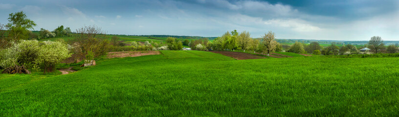 Spring in the countryside. Green fresh grass, flowering trees in spring, against cloudy sky background.