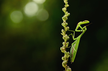 Praying mantis, natural environment, macro, close up, detail, Mantis religiosa