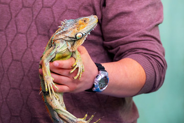 A man holds a lizard iguana in his hand_