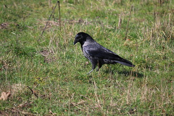 krähe