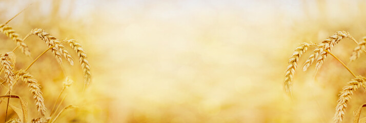 Gold background with wheat ears on the sides and free space for text. Panorama_