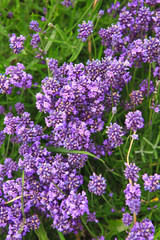 Obraz premium purple flowers of armeria, alissum or muscari