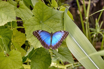 Peleides blue morpho tropical butterfly.