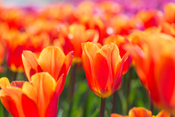 Closeup of red-orange tulips flowers with green leaves in the park outdoor. beautiful flowers in spring