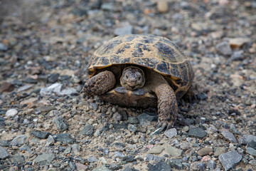The turtle stuck its head out from under the shell and looks into the lens.