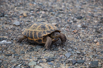 Turtle in motion close-up. It moves on small stones.