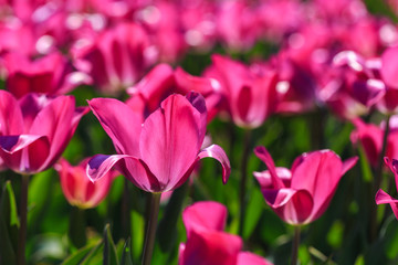 Closeup of pink tulips flowers with green leaves in the park outdoor.